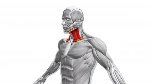 Anatomia Dei Muscoli Sternocleidomastoidi — Video Stock