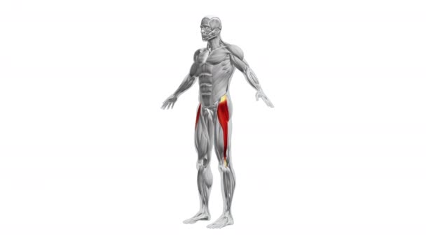 Anatomia Dos Músculos Tensor Fasciae Latae — Vídeo de Stock