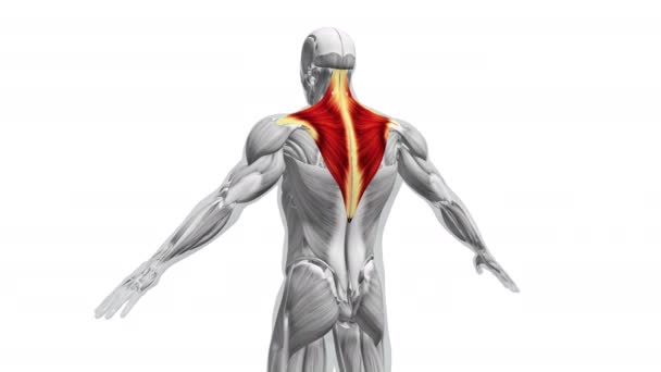 トラペジウス筋肉の解剖学 — ストック動画