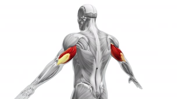 Anatomia Mięśni Tricepsów — Wideo stockowe