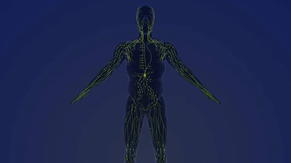 Anatomy Human Lymphatic System — Stock Photo, Image