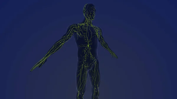 Anatomía Del Sistema Linfático Humano —  Fotos de Stock
