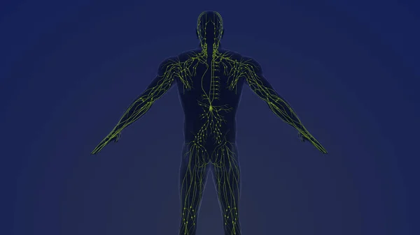 Human Lymphatic Systems Anatomy Stock Photo by JitendraJadhav 681446540 Biology Diagrams
