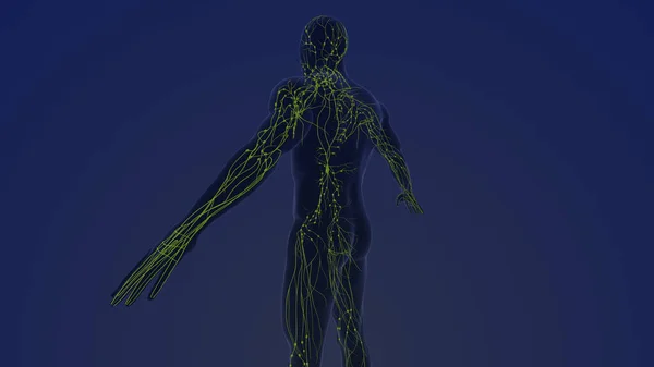 Anatomy of the Human Lymphatic System