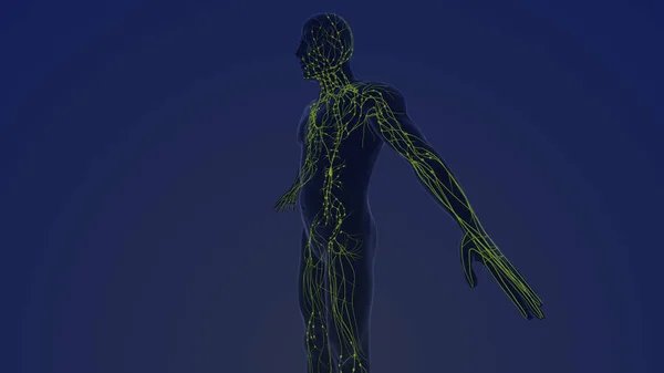 Anatomie Des Menschlichen Lymphsystems — Stockfoto