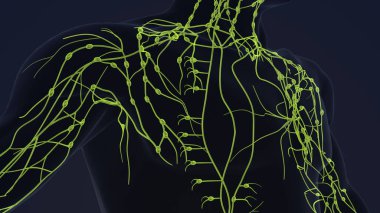 İnsan lenfatik sistemi 3D animasyon
