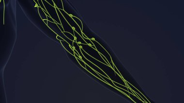 Human lymphatic system 3d animation clipart