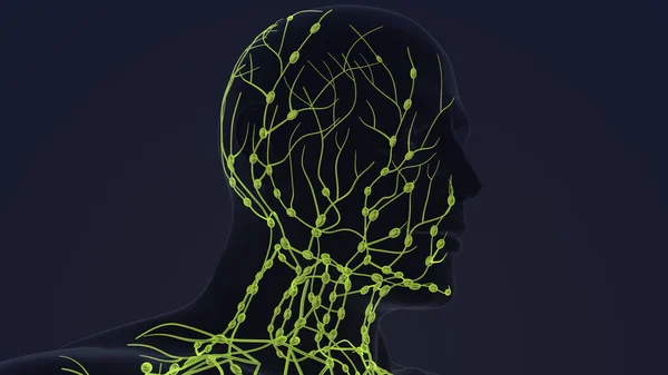 Human lymphatic system 3d animation