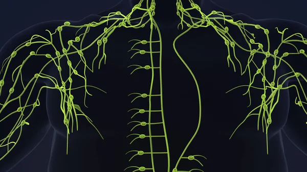 Human lymphatic system 3d animation
