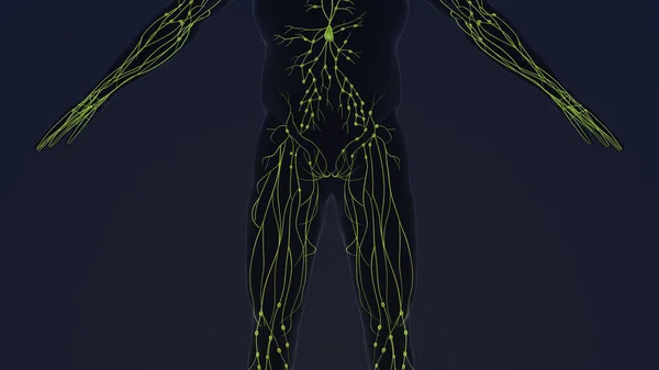Animation Des Menschlichen Lymphsystems — Stockfoto