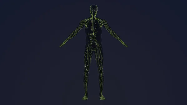Animation Des Menschlichen Lymphsystems — Stockfoto
