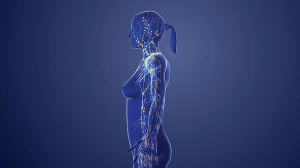 Anatomy Female Lymphatic System — Stock Photo, Image