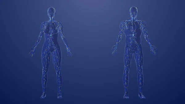 Erkek Kadın Lenf Sisteminin Boyutlu Anatomisi — Stok fotoğraf