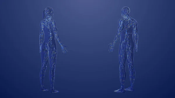 Anatomie Des Männlichen Und Weiblichen Lymphsystems — Stockfoto