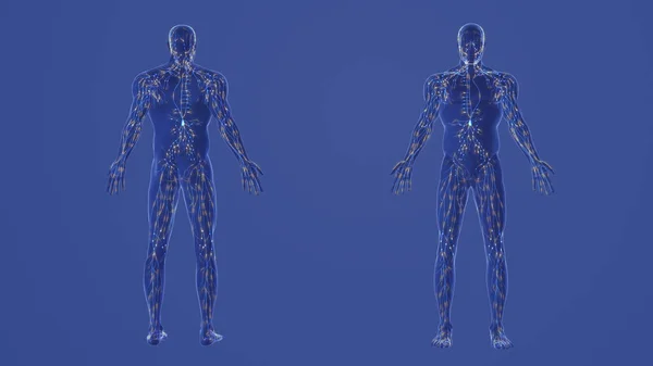 Ludzki Układ Limfatyczny Anatomia — Zdjęcie stockowe