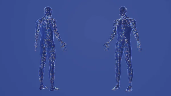 Human lymphatic system 3d anatomy
