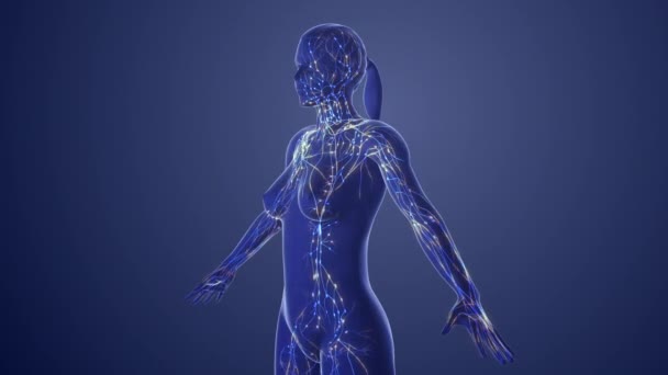 3D女性淋巴系统的解剖 — 图库视频影像