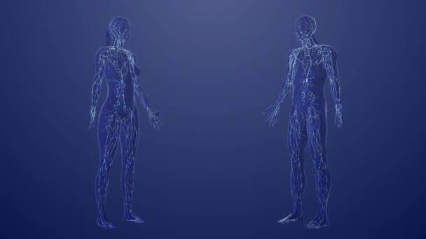 3D男女淋巴系统的解剖 — 图库视频影像