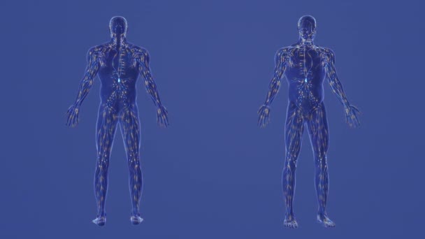 人体淋巴系统3D解剖 — 图库视频影像