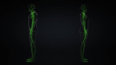 Erkek ve Kadın Lenfatik Sistem Anatomisi