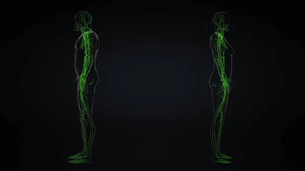 Anatomia Układu Limfatycznego Mężczyzn Kobiet — Zdjęcie stockowe