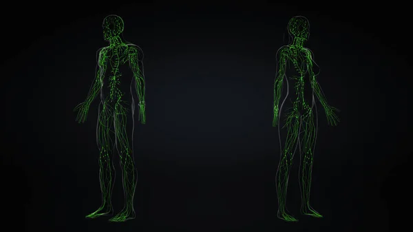 Anatomie Des Lymphsystems Bei Männern Und Frauen — Stockfoto
