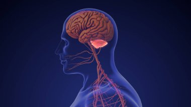 İnsan beyni beyinciği tıbbi animasyon