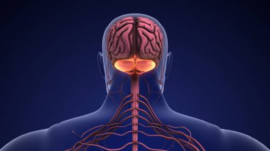 İnsan beyni ve beyincik anatomisi