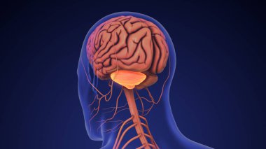İnsan beyninin anatomisi beyinciği terk etti.