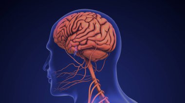 İnsan beyninin anatomisi beyinciği terk etti.