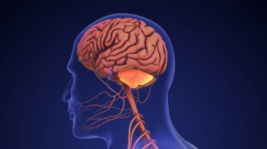 İnsan beyninin anatomisi beyinciği terk etti.