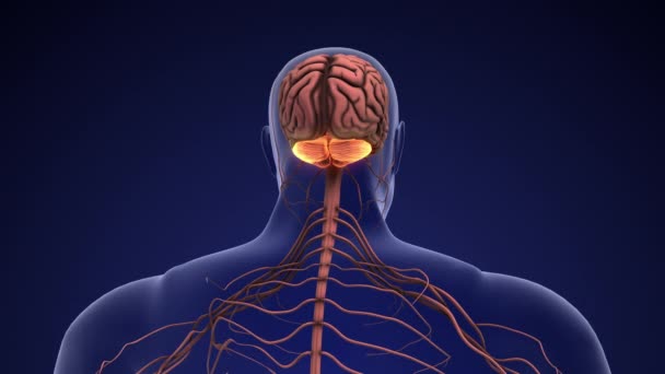 Анатомия Человеческого Мозга Мозжечка — стоковое видео