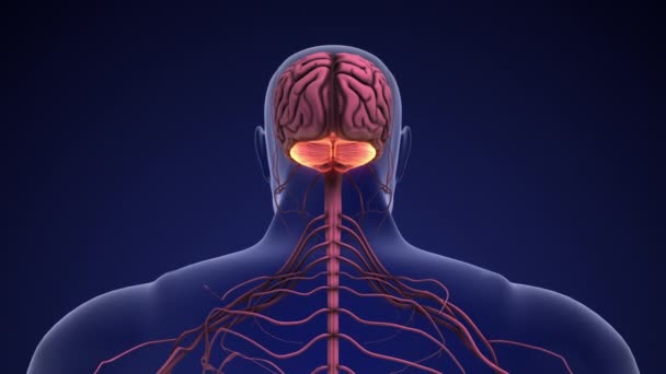 Анатомия Мозга Мозжечка — стоковое видео