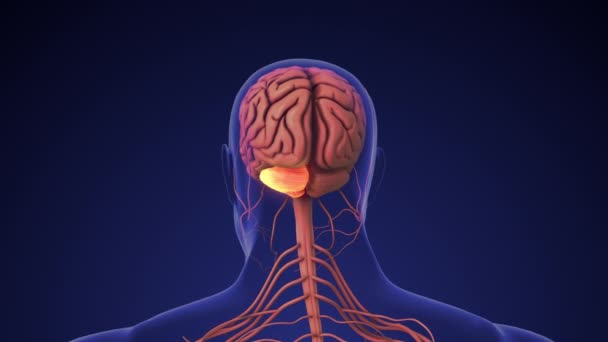Nsan Beyninin Anatomisi Beyinciği Terk Etti — Stok video