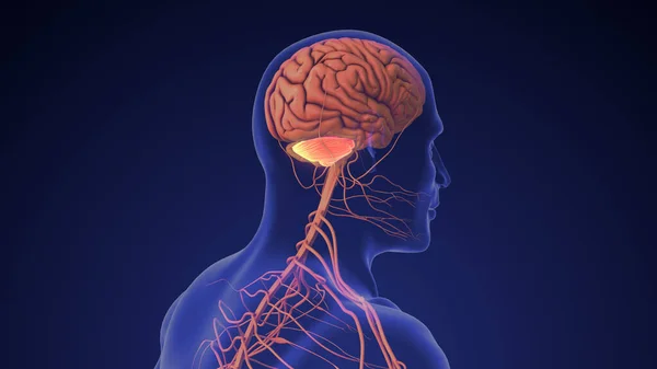 Anatomia Cérebro Humano Cerebelo Direito — Fotografia de Stock