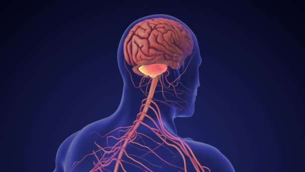 Anatomie Van Het Menselijk Brein Rechts Cerebellum — Stockvideo