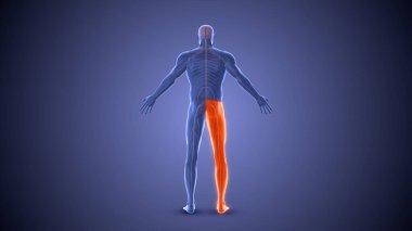 Monopleji felci sağlık konsepti