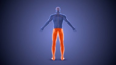 Parapleji felci sağlık konsepti