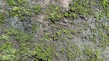 Eski beton duvar doku arka plan üzerinde yosun