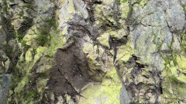 Dikensiz kaya dokusunu yosun ile kapatın