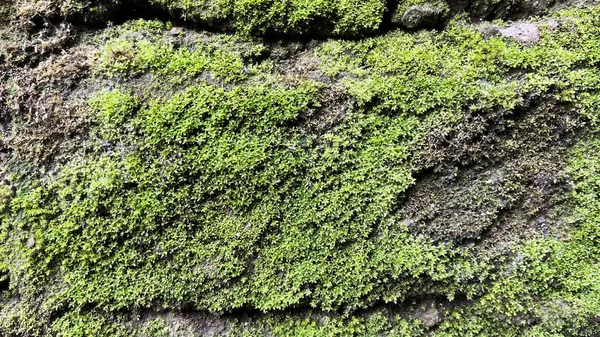 Musgo Jugoso Verde Cerca Corteza Árbol Caído — Foto de Stock