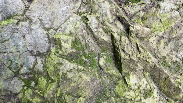 Musgos Líquenes Crecen Pared Piedra —  Fotos de Stock