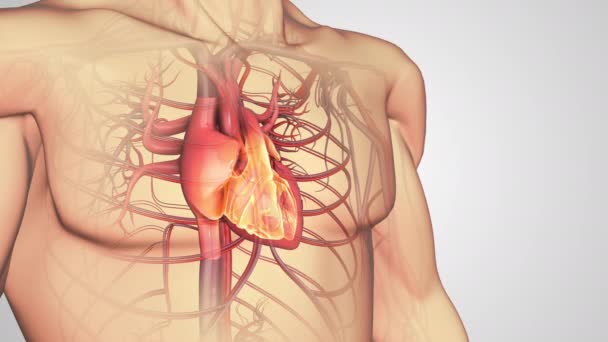 アテローム性動脈硬化症または人間の心臓 — ストック動画