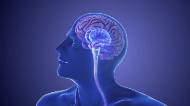 Anatomía Del Cerebro Humano — Vídeo de stock