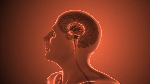 Human brain anatomy medical concept