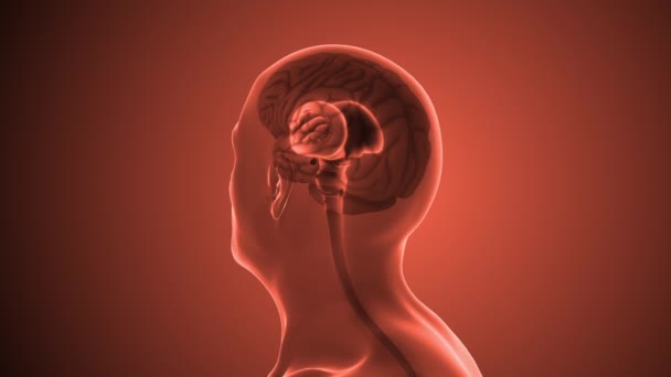 Nsan Beyni Anatomisi Tıbbi Konsepti — Stok video