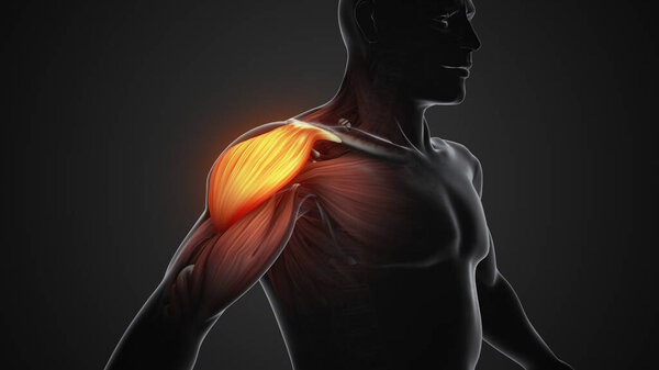Боль и травма плечевых мышц