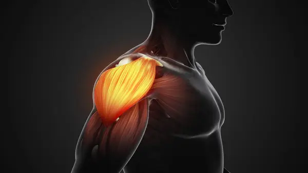 Pain and injury in the shoulder muscles