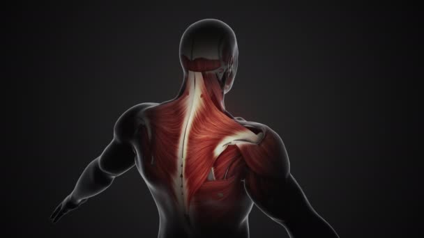 トラペジウスの筋肉の痛みと怪我 — ストック動画