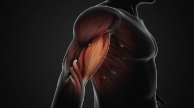 Pain and injury in the Biceps Muscles clipart